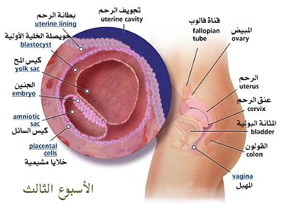 الأسبوع الثالث من الحمل