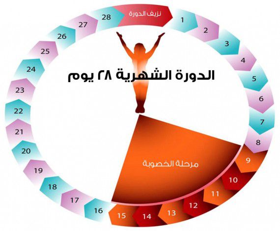 موعد التبويض